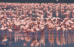 colonyof lesser flamingos